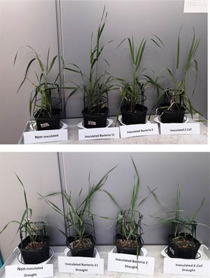 Seed Endophyte bacteria enhance drought stress tolerance in Hordeum vulgare by regulating, physiological characteristics, antioxidants and minerals uptake
